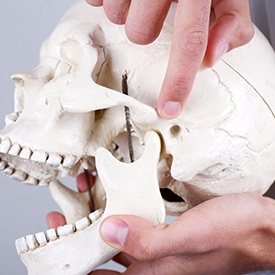Model of jaw and skull bone